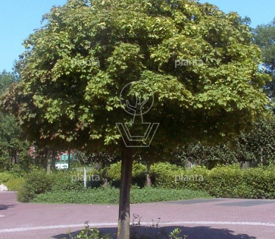 stam 225 cm hoog, stamomtrek 12-14 cm, draadkluit