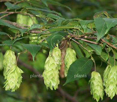 175 tot 200 cm hoog, meerstammig, draadkluit