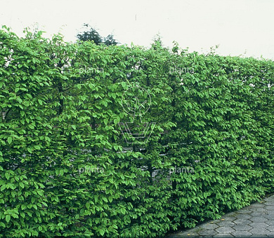 hoogstam leiboom, stamomtrek 16-18 cm, rek 150x120cm, draadkluit