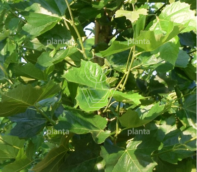 dakboom, stam 240 cm, omtrek 14-16 cm, stervormig rek, draadkluit