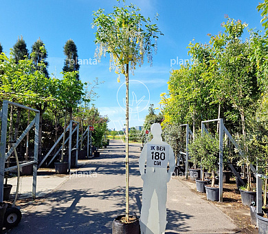 hoogstamboom, stamomtrek 8-10 cm, in pot