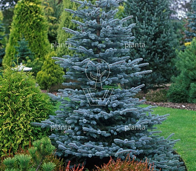Picea pungens 'Blue Diamond'