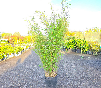 100 tot 125 cm hoog, pot 15 liter