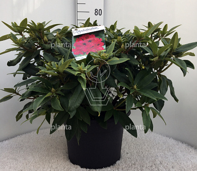 Rhododendron 'Everestianum' 60- 80, C30, SOL | Planta