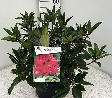 40 tot 50 cm hoog, pot 10 liter