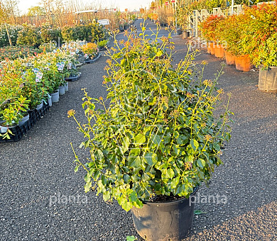 80 tot 100 cm hoog, pot 30 liter