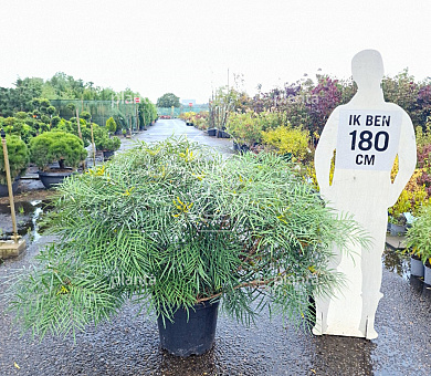 solitaire plant, 60 tot 80 cm hoog, pot 45 liter