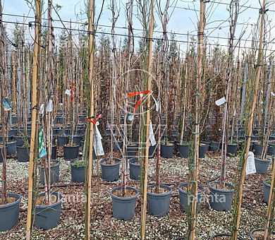 200 tot 250 cm hoog, pot 10 liter