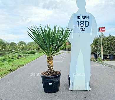 solitaire plant, pot 35 liter