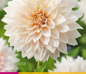 Dahlia 'Cafe au Lait'