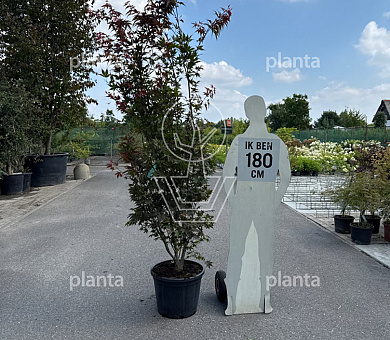 200 tot 250 cm hoog, pot 43 liter