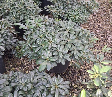 30 tot 40 cm breed, pot 10 liter