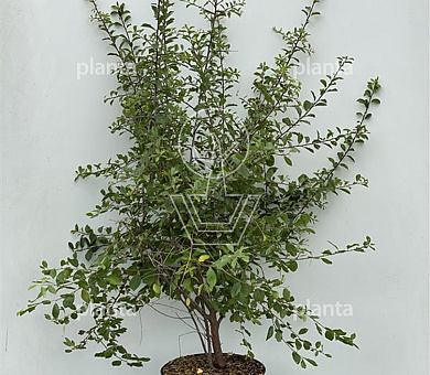 100 tot 125 cm hoog, pot 12 liter