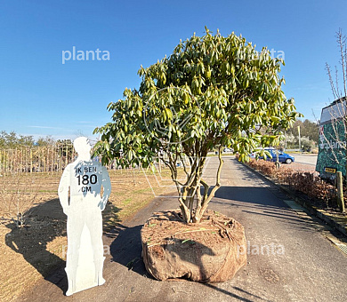 200-250 hoog, draadkluit, meerstammig, solitair