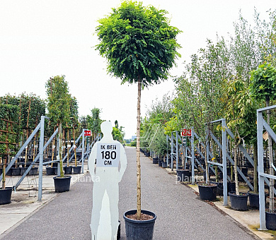 Hoogstamboom, stam 220 cm hoog, stamomtrek 12 tot 14cm, in pot