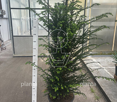 150 tot 175 cm hoog, pot 35 liter