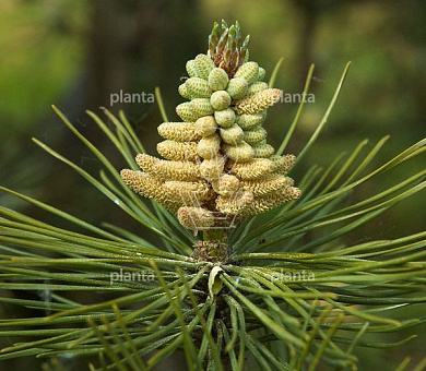 pomponvorm, 100 tot 125 cm hoog, in pot