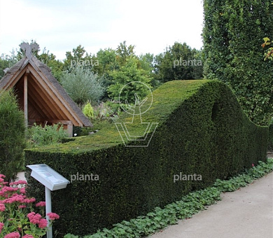 thuja occidentalis kaufen Lebensbaum main image 1