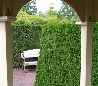 Thuja occidentalis 'Smaragd' 200-250, C80 | Planta