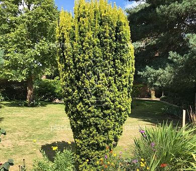 80 tot 100 cm hoog, pot 12 liter