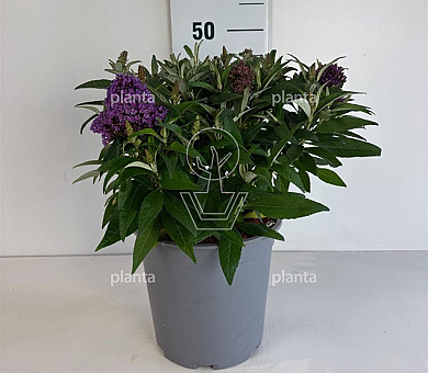 Pot 5 liter