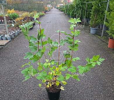 60 tot 80 cm hoog, pot 7.5 liter