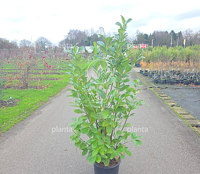 125 tot 150 cm hoog, pot 20 liter