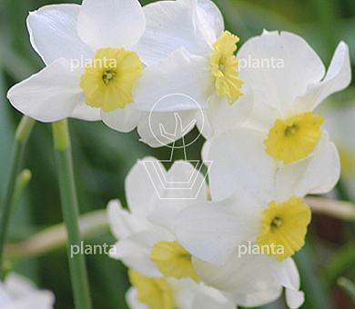 Narcissus Segovia