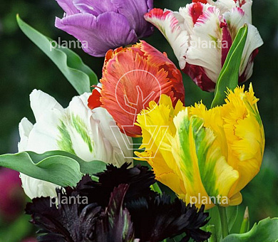 Tulipa 'Parkiet Mix'
