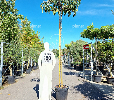 dakboom, stam 240 cm hoog, stamomtrek 12-14cm, rek 120x120cm, pot