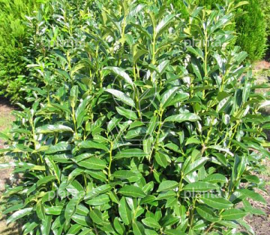 120 tot 140 cm hoog, met kluit