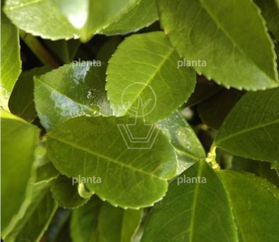 120 tot 140 cm hoog, met kluit