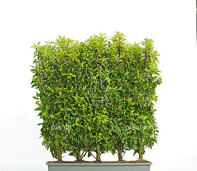 Meeneemhaag 100cm lang x125 tot 150cm hoog