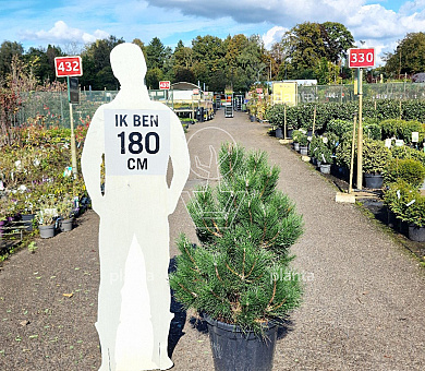 100 tot 125 cm hoog, pot 35 liter