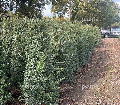 150 tot 175 cm hoog, met kluit, extra zwaar vertakt