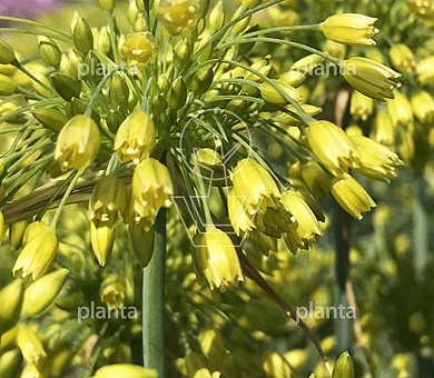 Allium 'Yellow Fantasy'