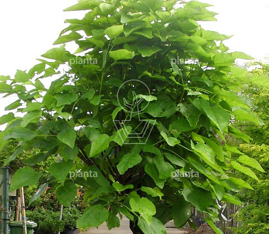 Hoogstamboom, stam 220 cm hoog, stamomtrek 16 tot 18cm, in pot