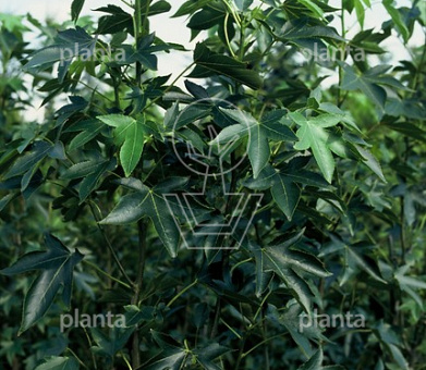 laag vertakte boom, stamomtrek 14-16 cm, draadkluit