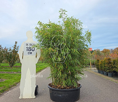 solitaire plant, 175 tot 200 cm hoog, pot 150 liter