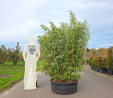 solitaire plant, 175 tot 200 cm hoog, pot 150 liter