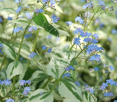 Brunnera macrophylla 'Dawson's White'