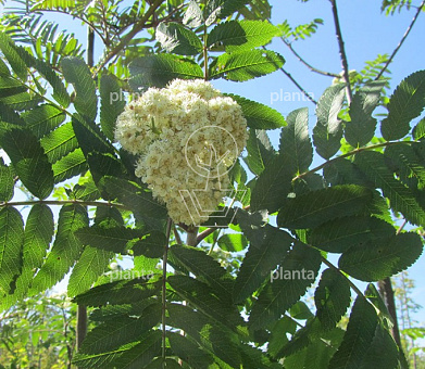 hoogstamboom, stamomtrek 14-16 cm, in pot