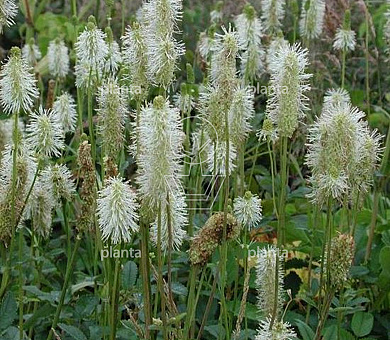 Sanguisorba canadensis