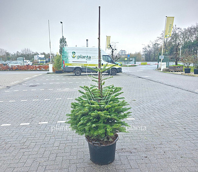 100 tot 125 cm hoog, pot 40 liter
