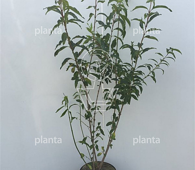 100 tot 125 cm hoog, pot 7.5 liter