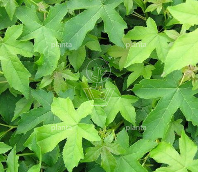 Stamhoogte 290cm, stamomtrek 30-35, in pot