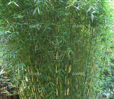 150 tot 175 cm hoog, pot 35 liter