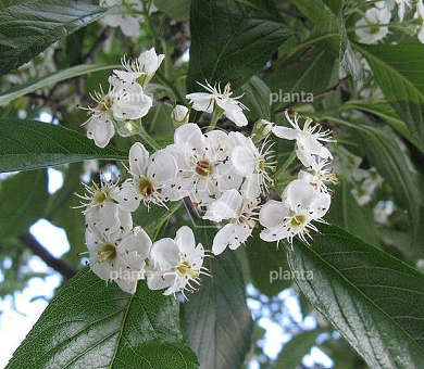 hoogstamboom, stamomtrek 14-16 cm, in pot