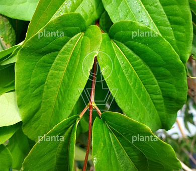 hoogstamboom, stamomtrek 14-16 cm, in pot
