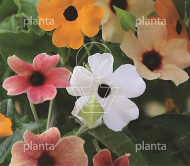 Thunbergia alata 'Prestige Mix'   